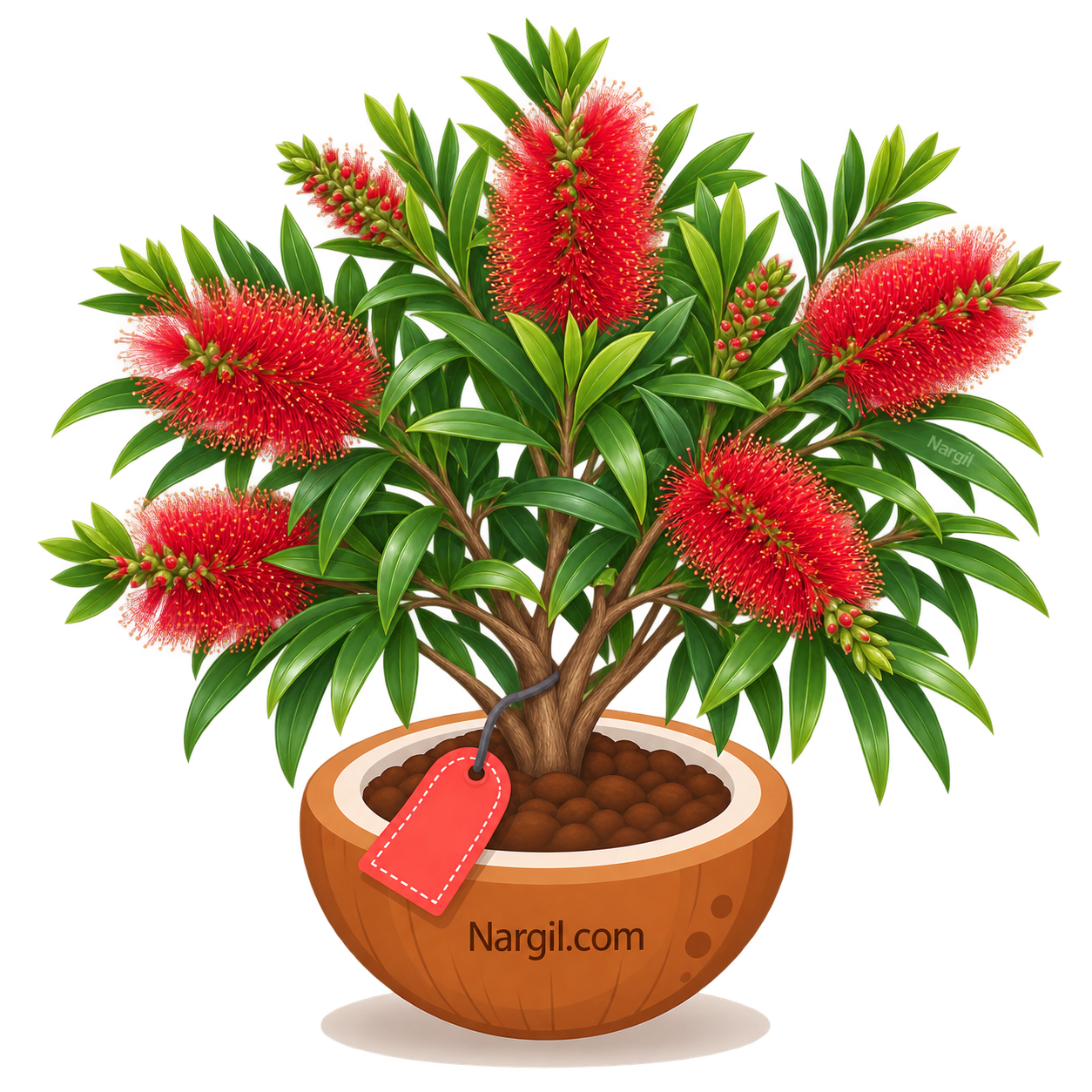 Nargil_Callistemon Citrinus